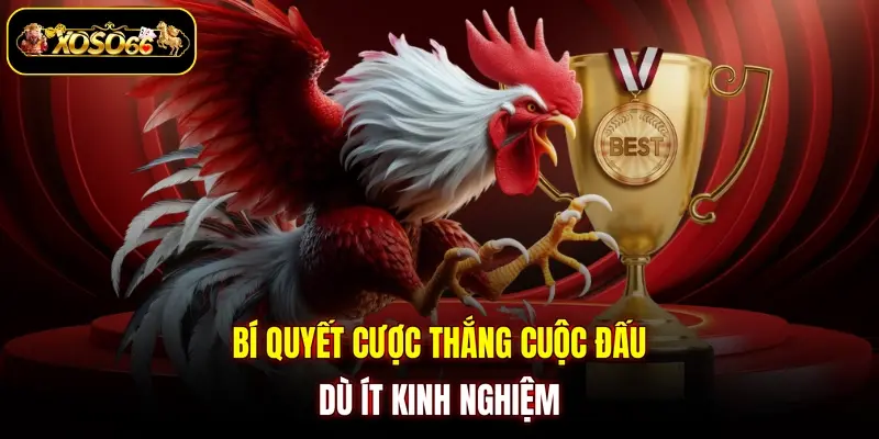 Bí quyết cược thắng cuộc đấu dù ít kinh nghiệm