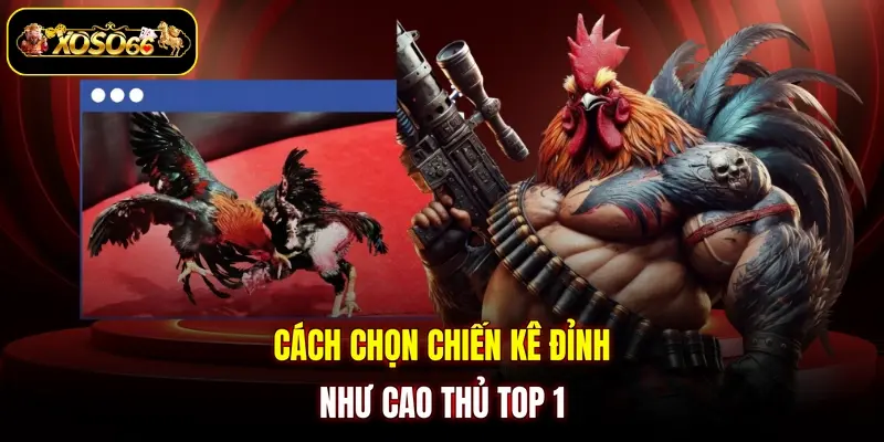 Cách chọn chiến kê đỉnh như cao thủ top 1