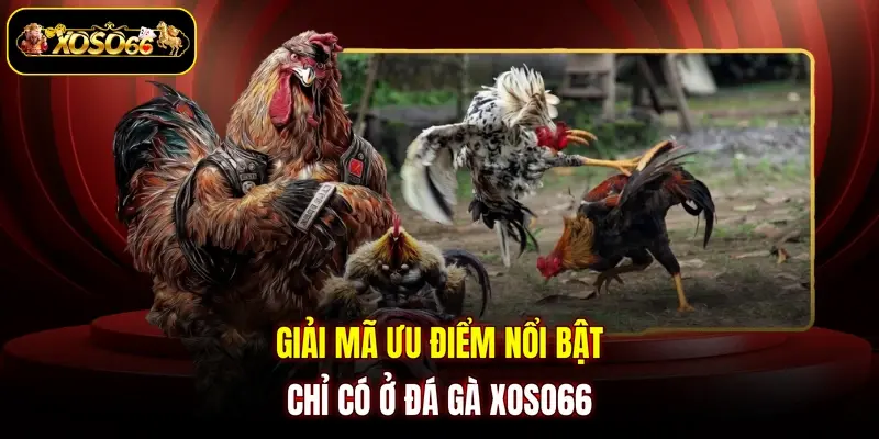 Giải mã ưu điểm nổi bật chỉ có ở đá gà XOSO66